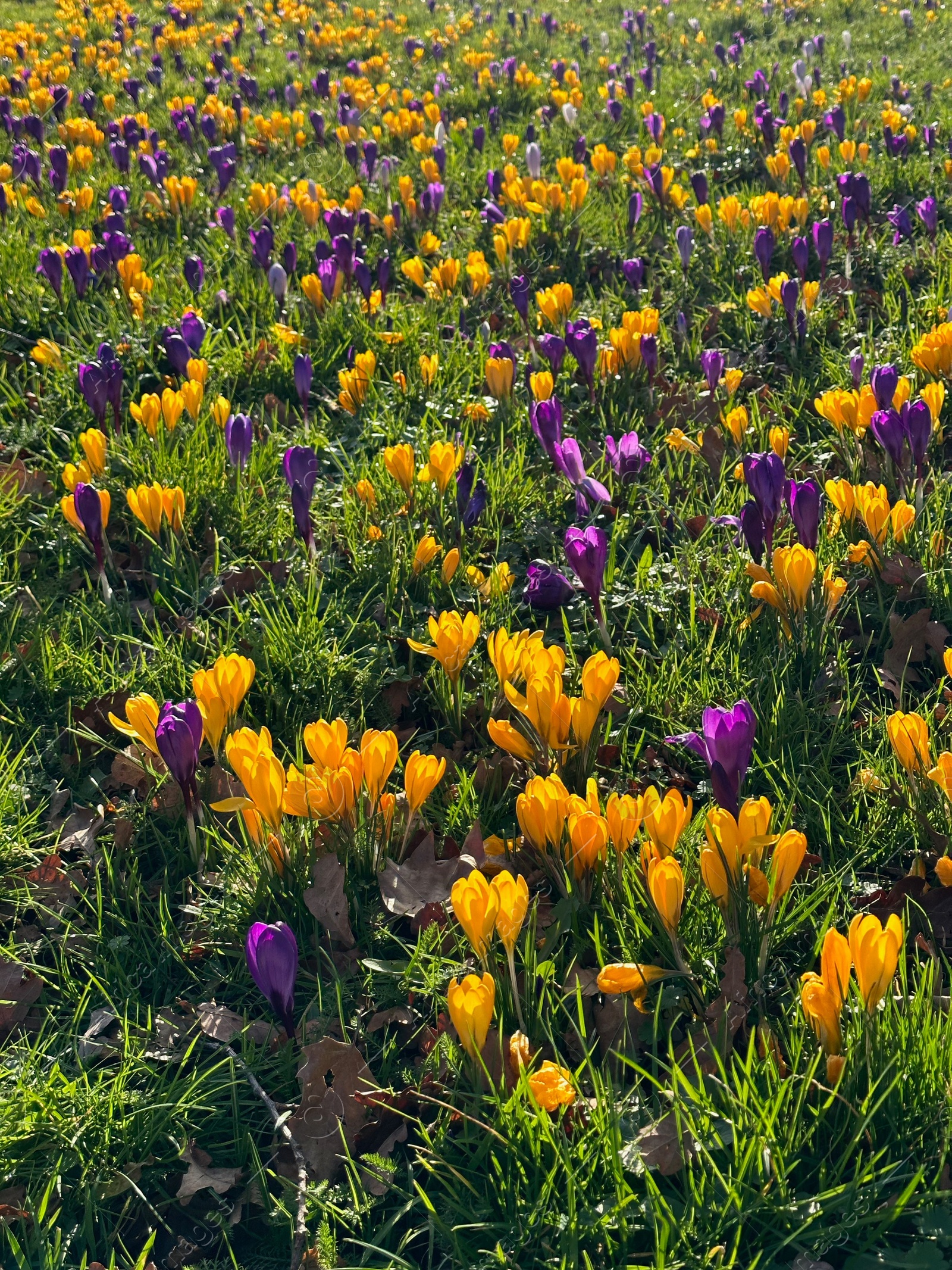 Photo of Beautiful yellow and purple crocus flowers growing in grass near autumn leaves on sunny day