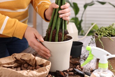 Photo of Woman transplanting houseplant into new pot at wooden table indoors, closeup