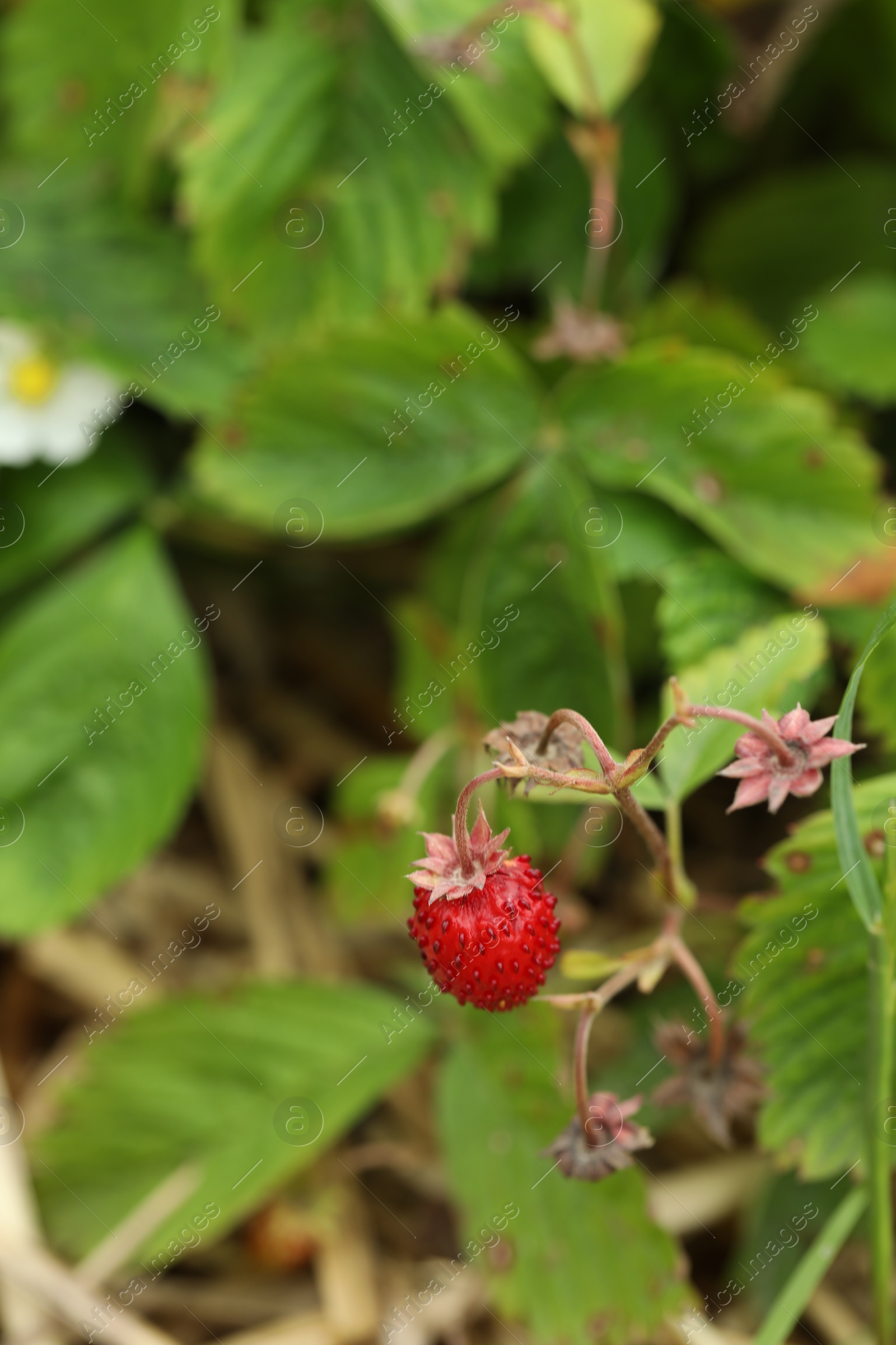 Photo of Ripe wild strawberry growing outdoors. Seasonal berries