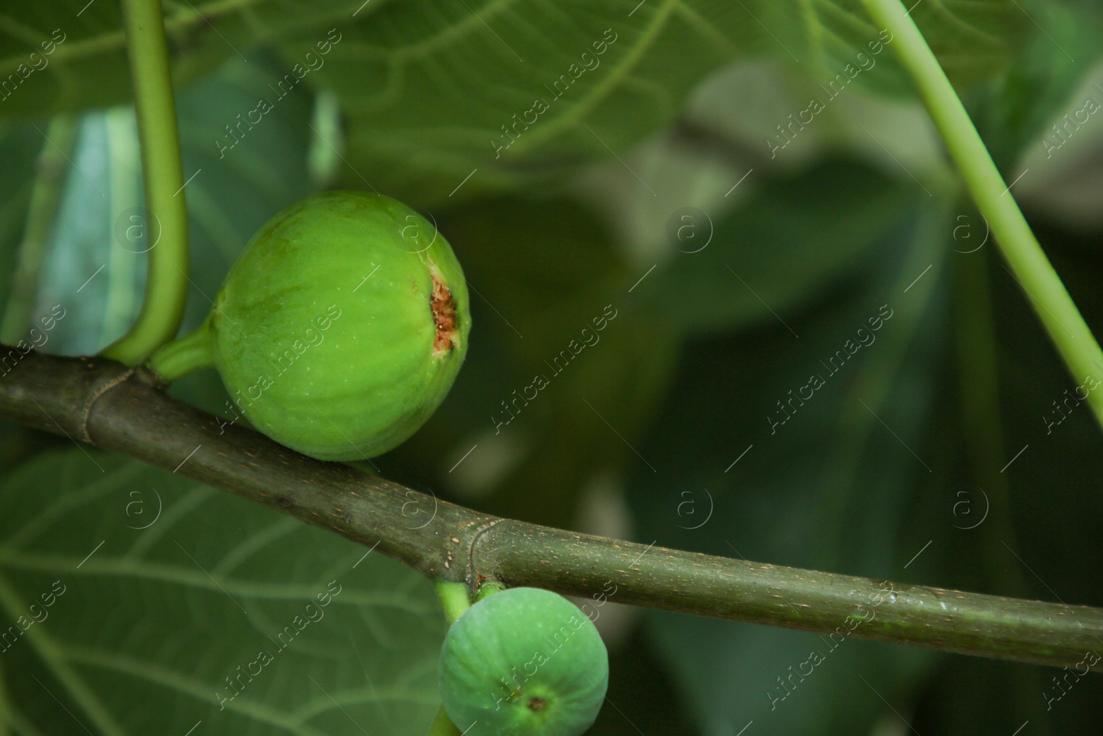 Photo of Unripe figs growing on tree in garden, closeup. Space for text