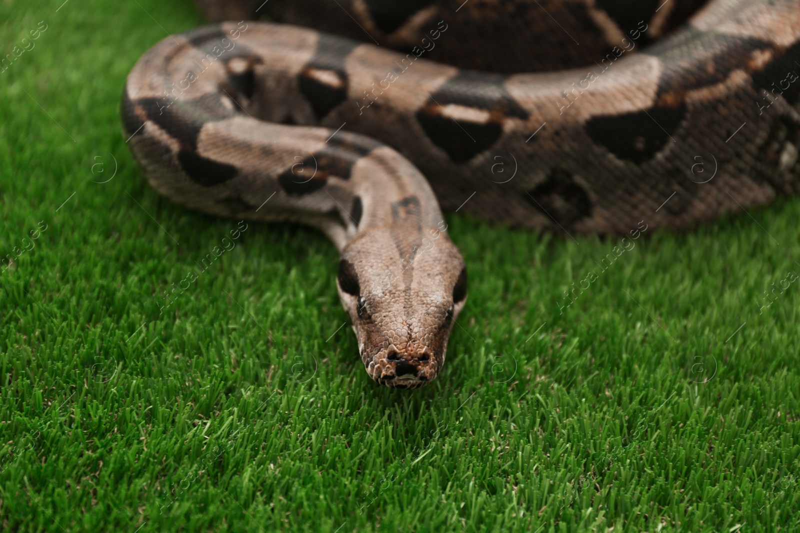 Photo of Brown boa constrictor on green grass outdoors