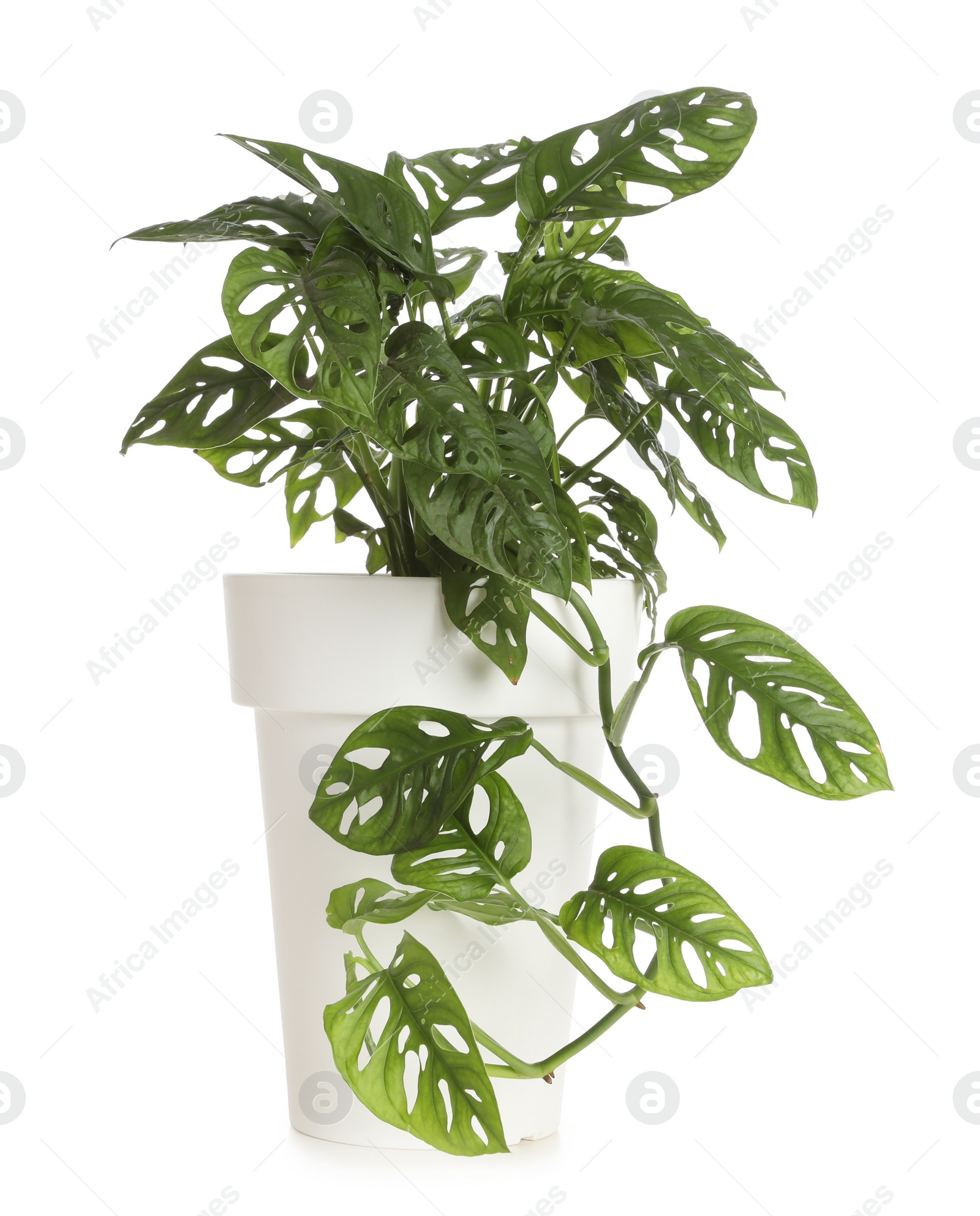 Photo of Pot with Monstera plant isolated on white. Home decor
