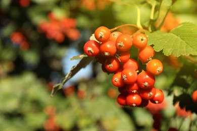 Photo of Rowan tree with many berries growing outdoors, closeup. Space for text