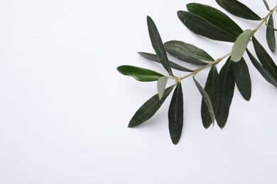 Olive twig with fresh green leaves on white background, top view. Space for text