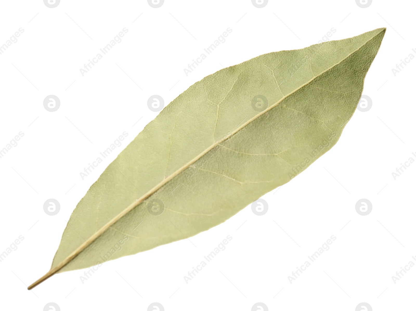 Photo of One aromatic bay leaf isolated on white