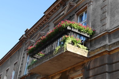 Balcony of old building decorated with beautiful blooming potted plants on sunny day, low angle view