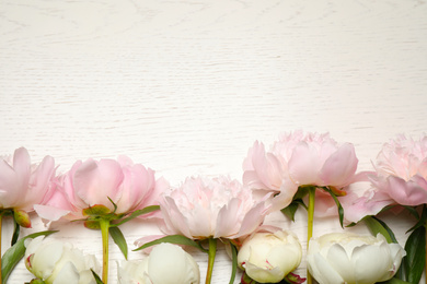 Beautiful blooming peonies on white wooden table, flat lay. Space for text