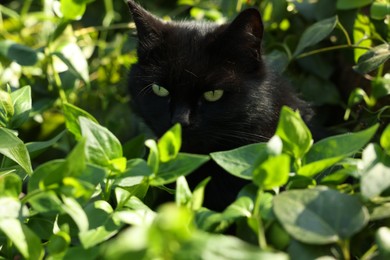 Photo of Cute black cat sitting in green leaves outdoors