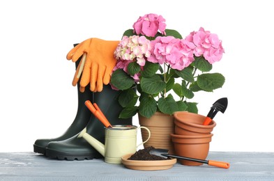 Beautiful potted plant and gardening equipment on grey wooden table against white background