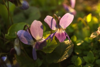 Beautiful wild violets blooming in forest, closeup. Spring flowers
