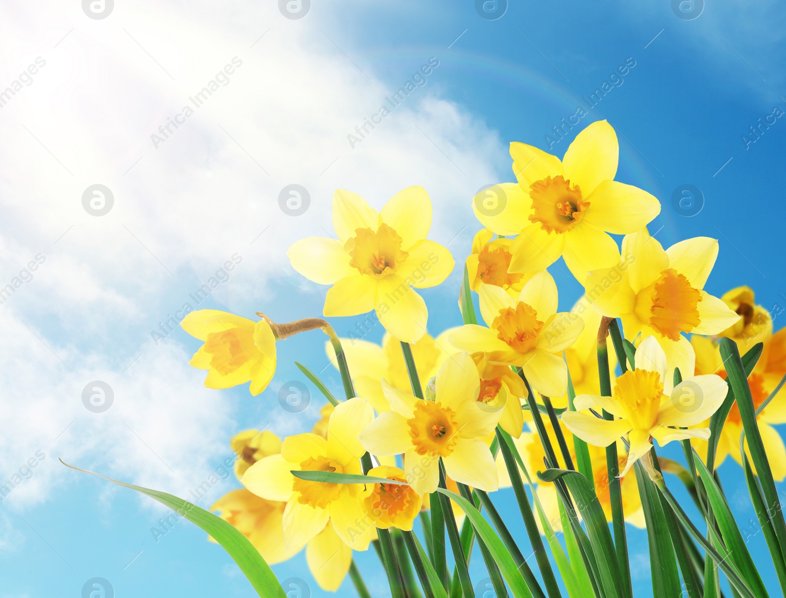 Image of Beautiful yellow daffodils outdoors on sunny day 