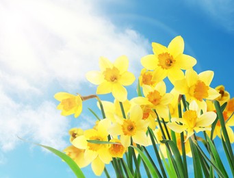 Image of Beautiful yellow daffodils outdoors on sunny day 