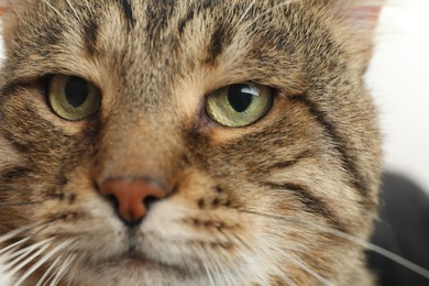 Photo of Closeup view of tabby cat with beautiful eyes on light background