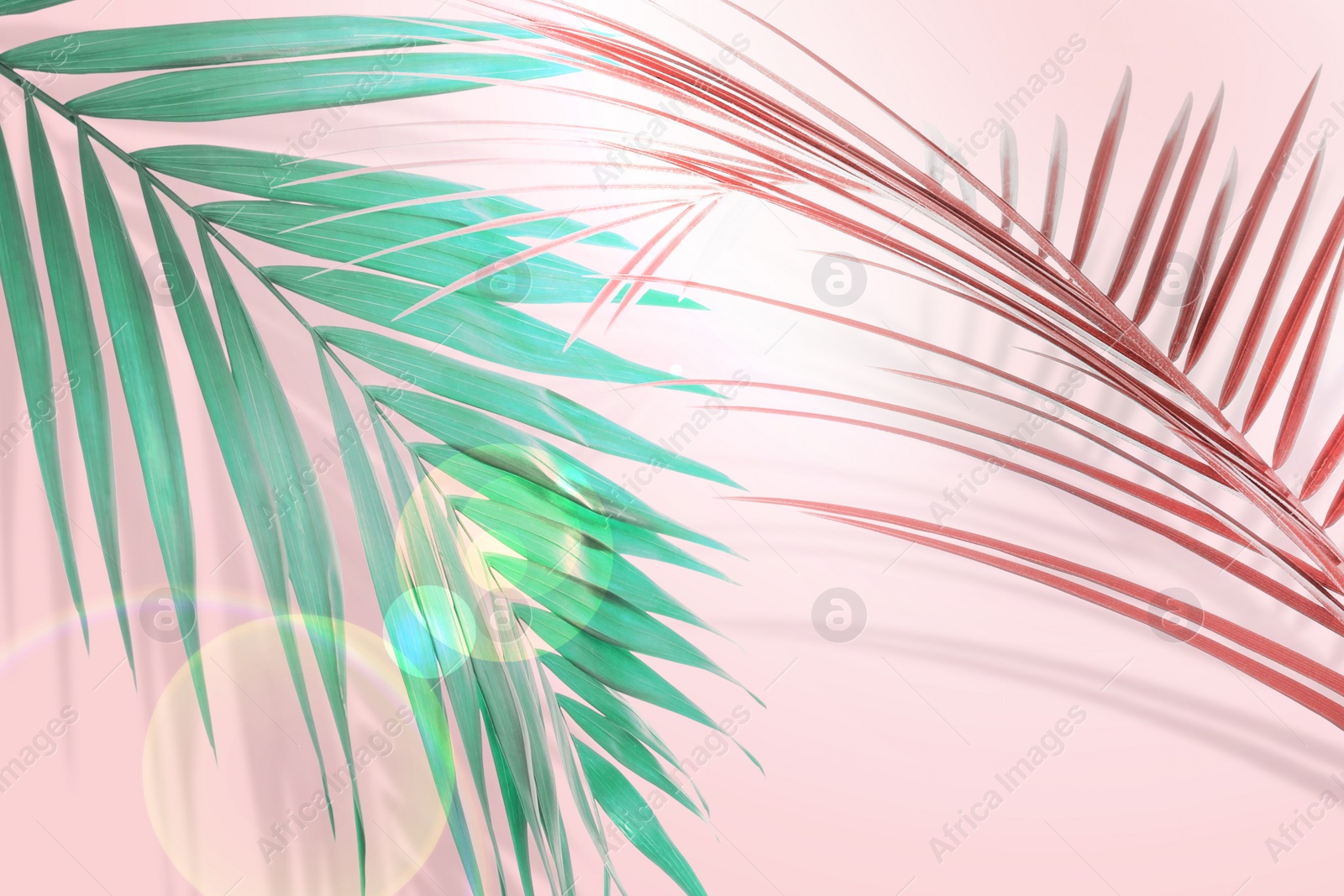 Image of Colorful palm branches on pink background. Summer party