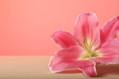 Photo of Beautiful pink lily flower on color background, closeup. Space for text