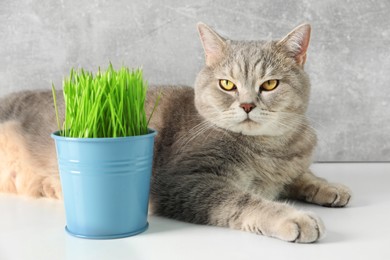 Photo of Cute cat near fresh green grass on white surface