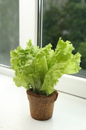 Lettuce growing in pot on window sill