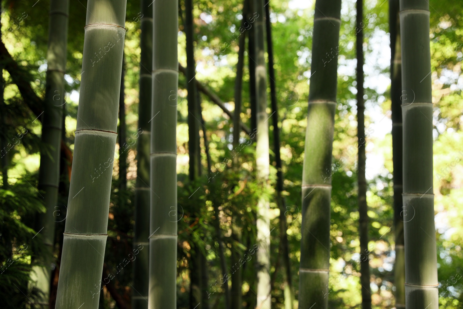 Photo of Beautiful green bamboo plants growing in forest