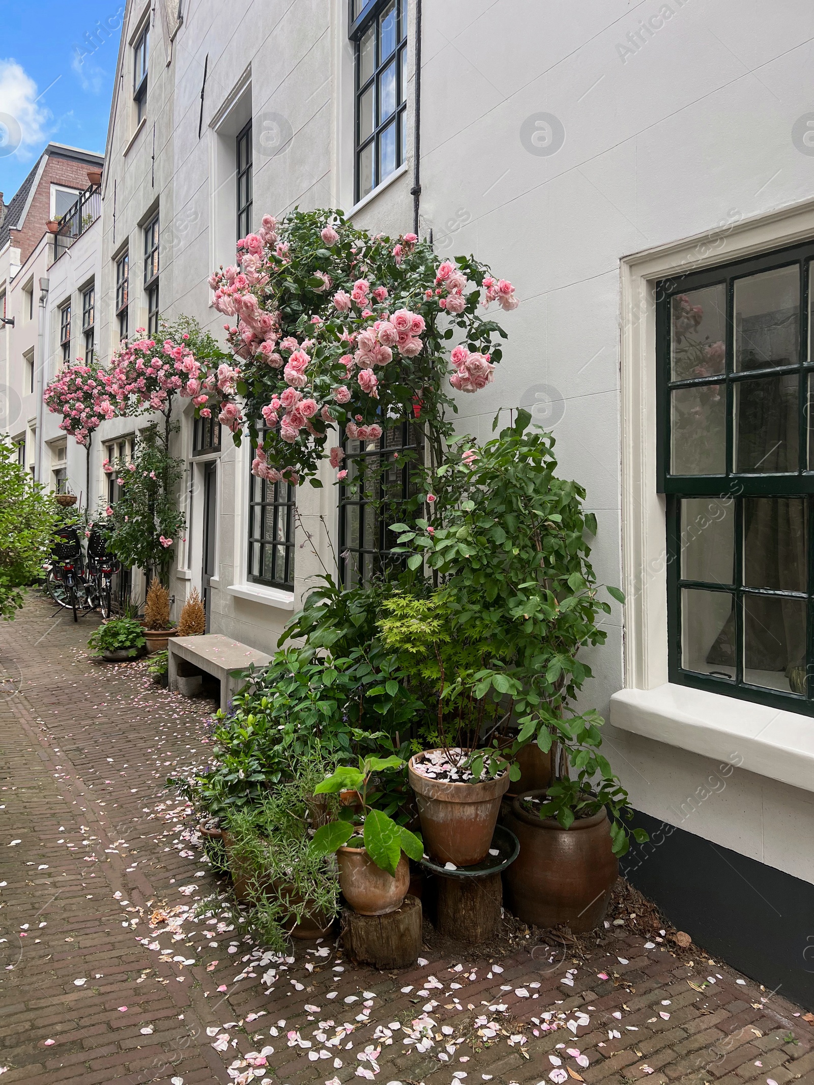 Photo of Street with beautiful buildings and plants on sunny day