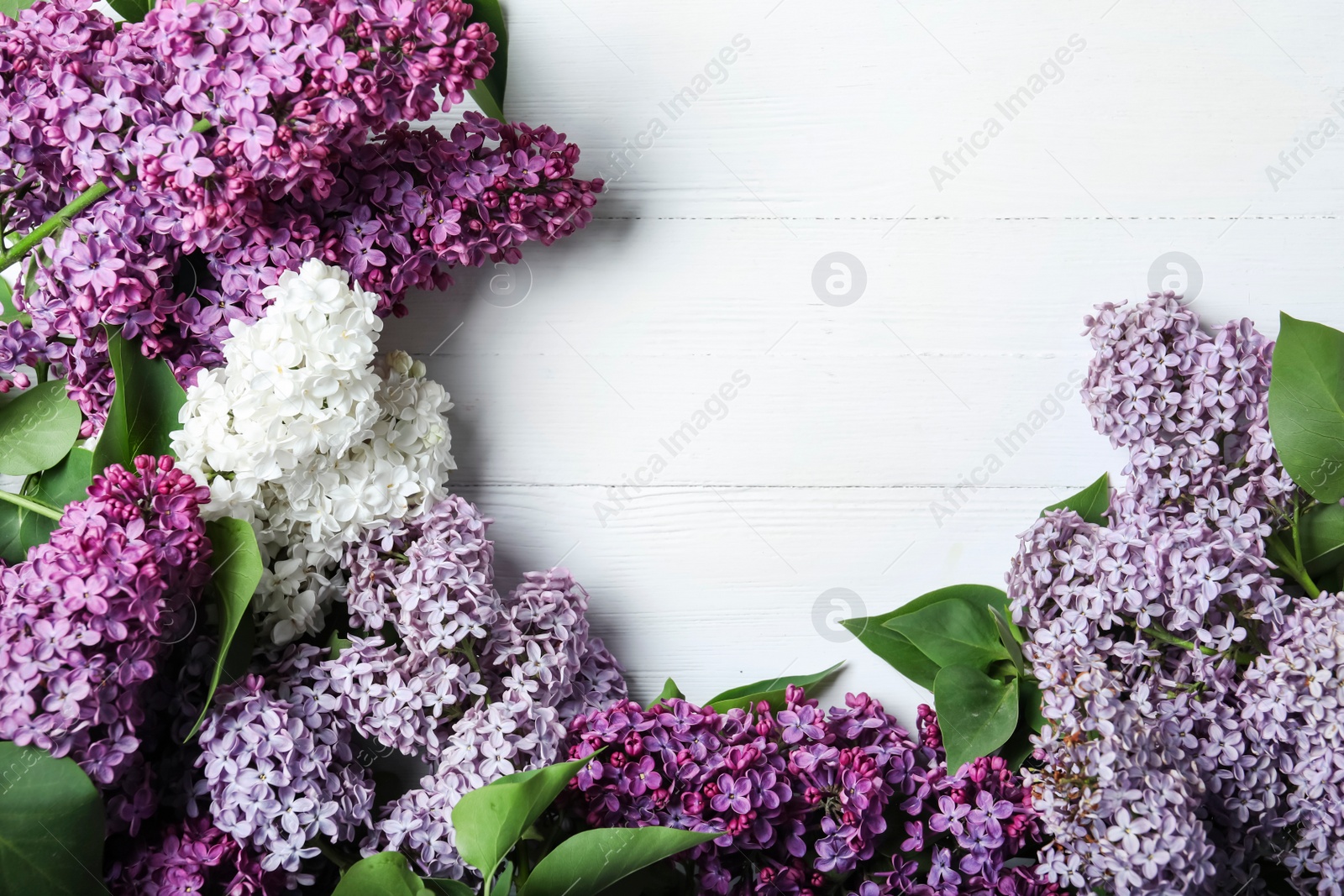 Photo of Different blossoming lilac branches on white wooden background, flat lay. Space for text