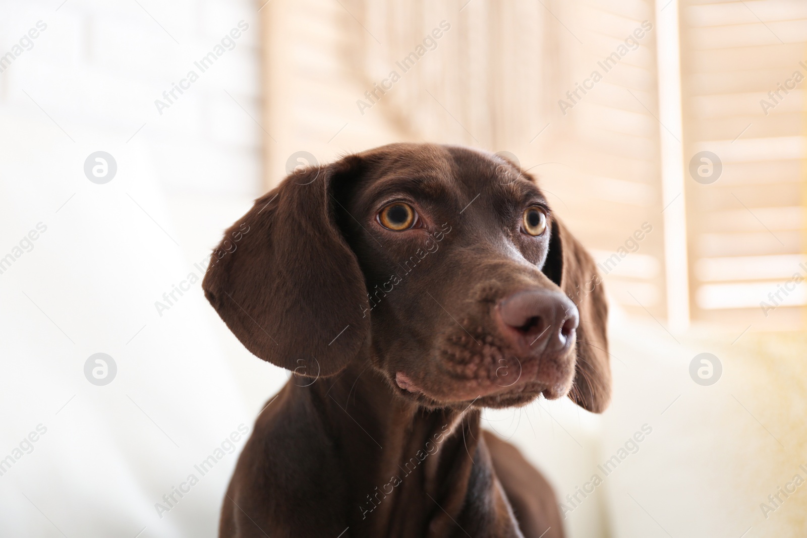 Photo of Beautiful brown German Shorthaired Pointer dog at home