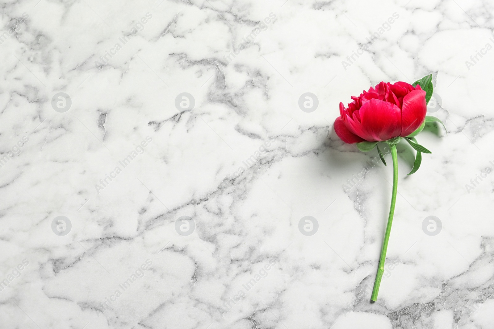 Photo of Beautiful blooming peony flower on marble background