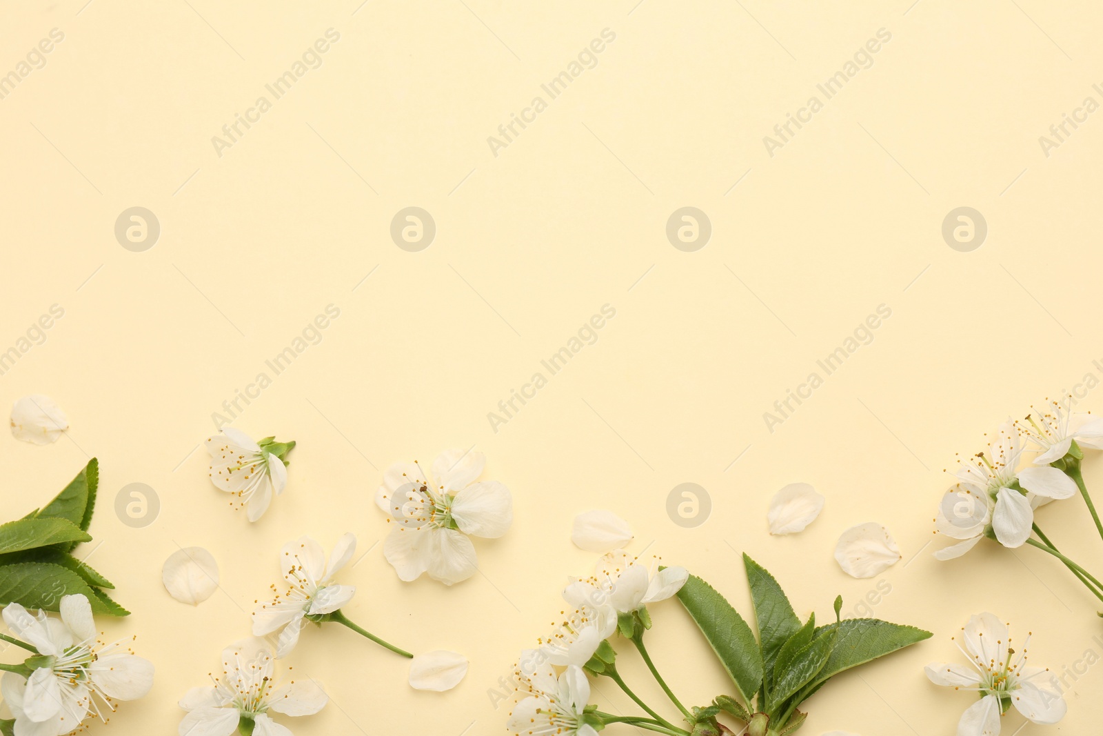 Photo of Beautiful spring tree blossoms and petals on beige background, flat lay. Space for text