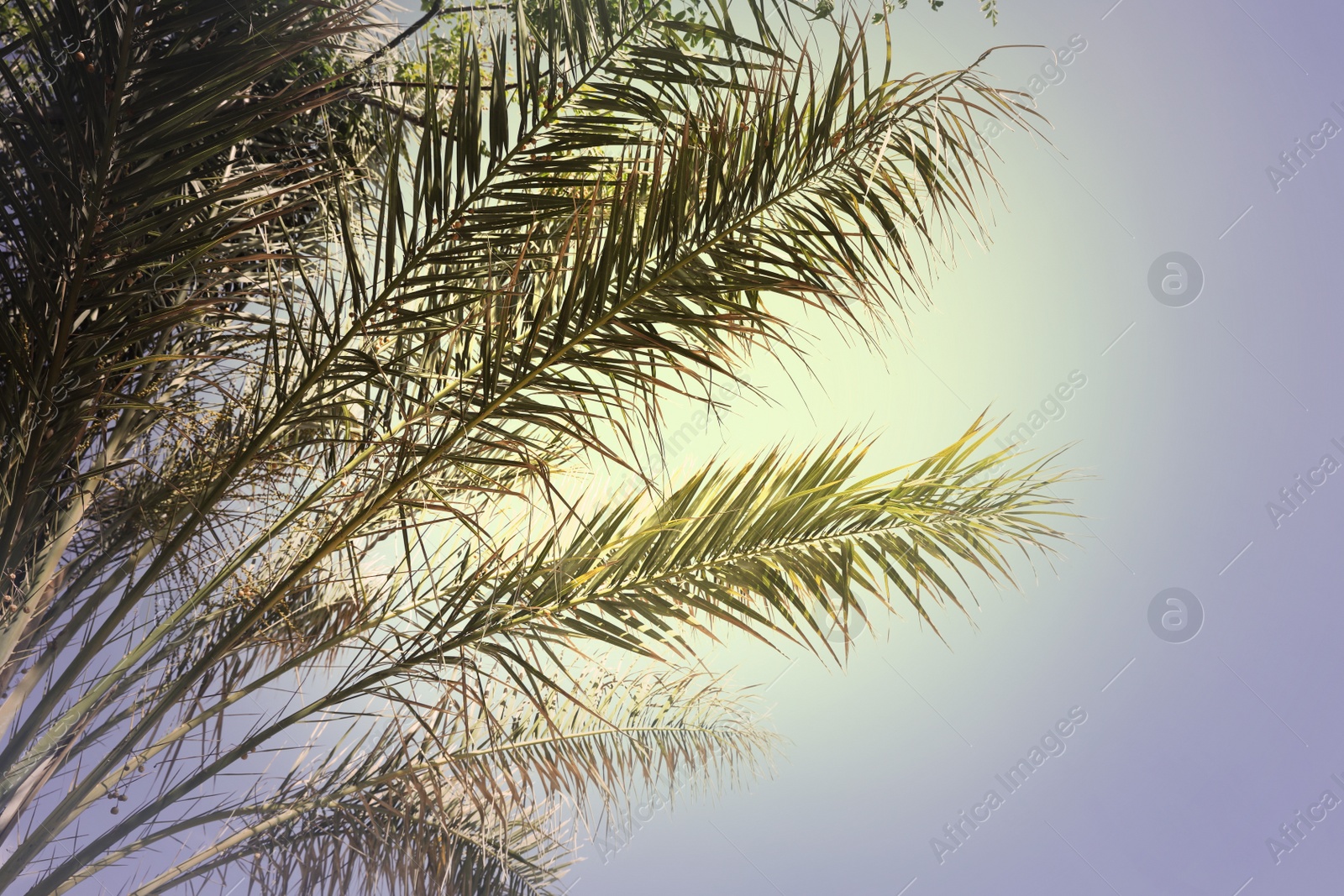 Image of Beautiful view of palm branches on sunny summer day. Stylized color toning