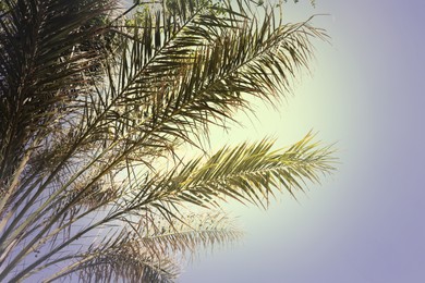 Beautiful view of palm branches on sunny summer day. Stylized color toning