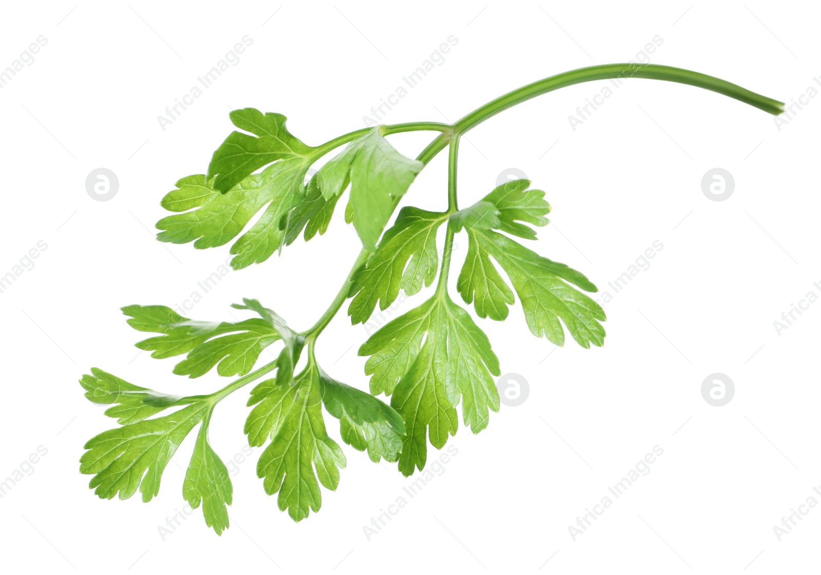 Sprig of fresh green parsley leaves isolated on white Photo of Sprig of fresh green parsley leaves isolated on white