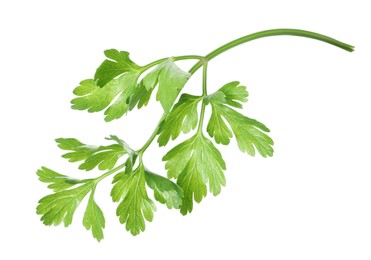 Photo of Sprig of fresh green parsley leaves isolated on white