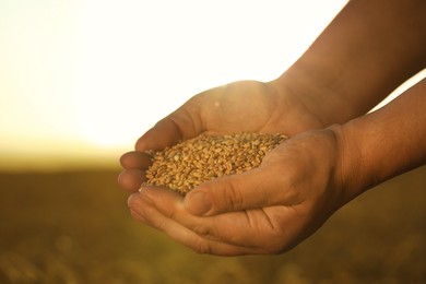 Man holding handful of wheat grains in field on sunny day, closeup