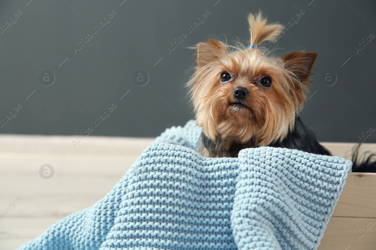 Photo of Yorkshire terrier in wooden crate against grey wall, space for text. Happy dog