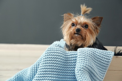 Photo of Yorkshire terrier in wooden crate against grey wall, space for text. Happy dog