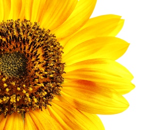 Photo of Beautiful bright sunflower on white background