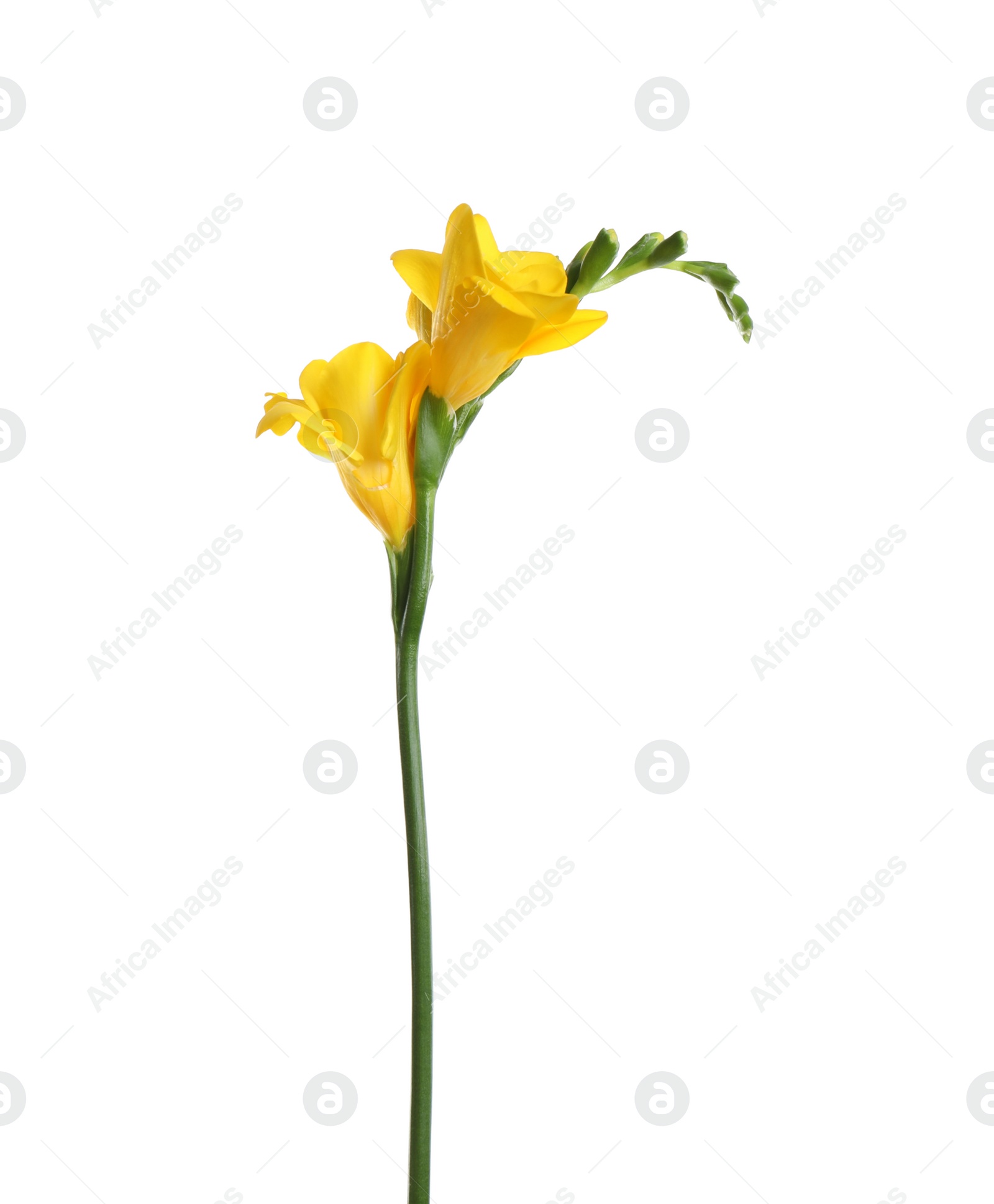 Photo of Beautiful yellow freesia flower isolated on white