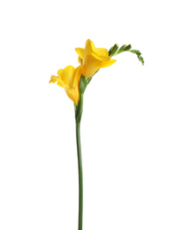 Photo of Beautiful yellow freesia flower isolated on white