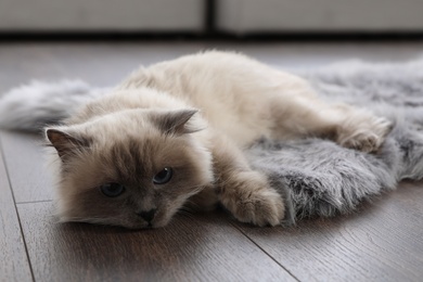 Photo of Beautiful fluffy cat lying on warm floor in room. Heating system