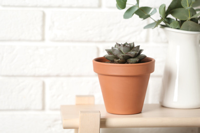 Photo of Beautiful succulent on wooden shelf against brick wall. Home plant