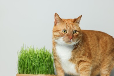 Cute ginger cat and green grass near light grey wall