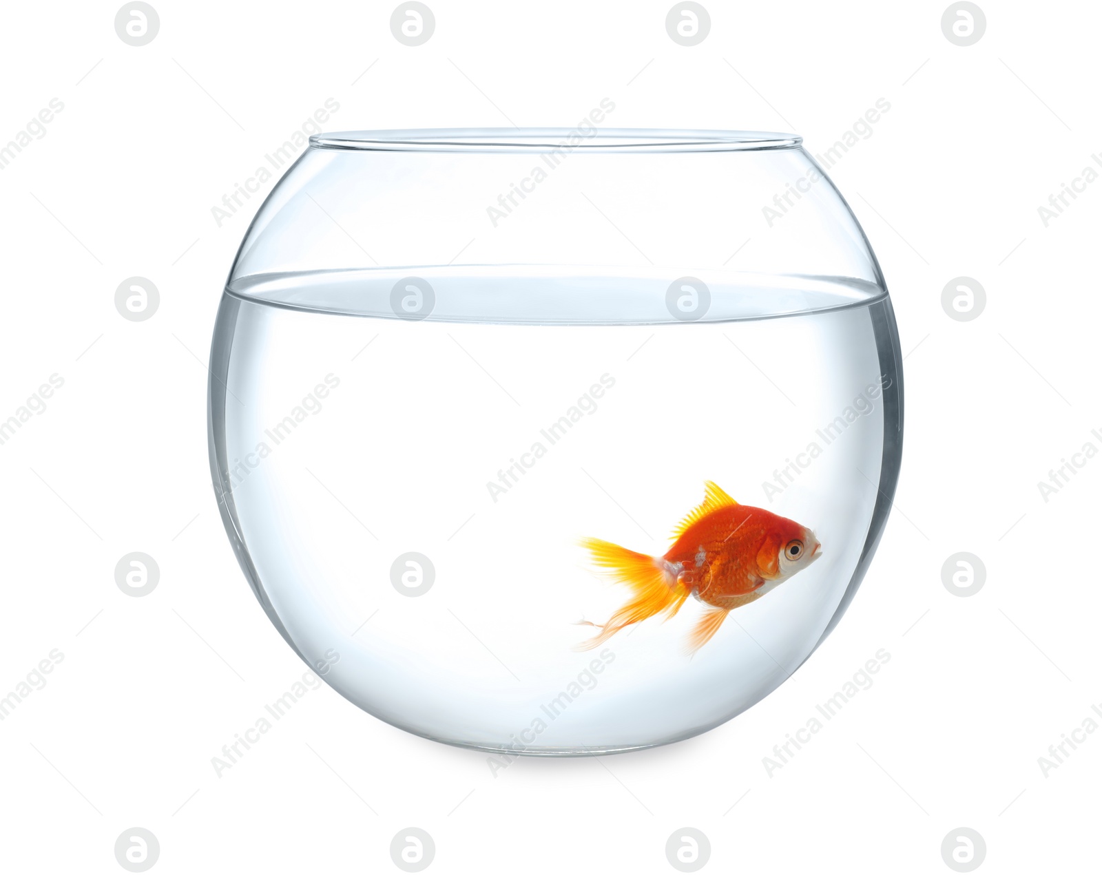 Photo of Beautiful bright small goldfish in round glass aquarium isolated on white