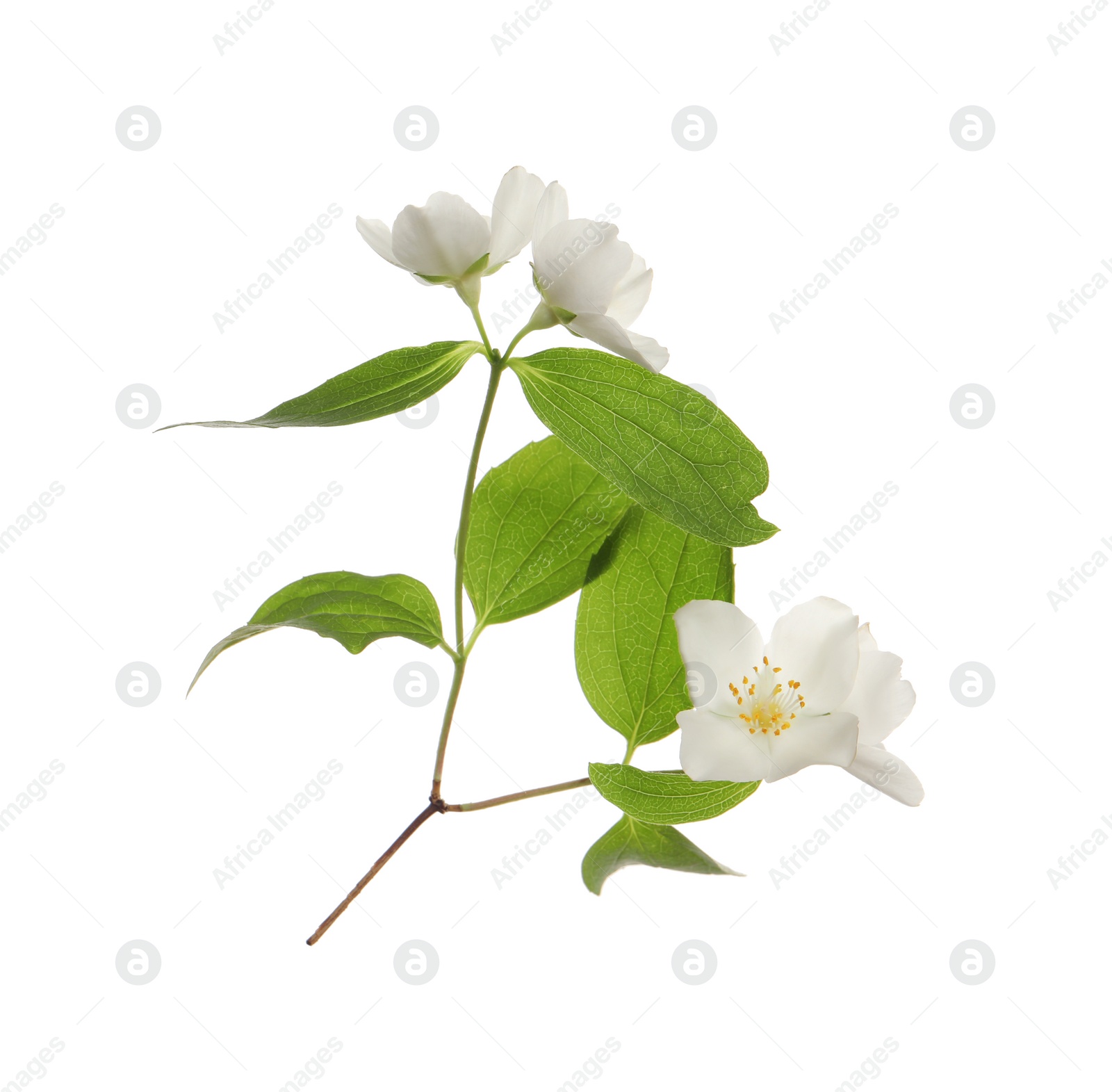 Photo of Beautiful flowers of jasmine plant with leaves on white background