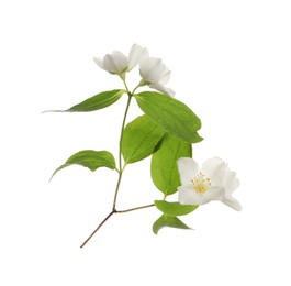 Photo of Beautiful flowers of jasmine plant with leaves on white background