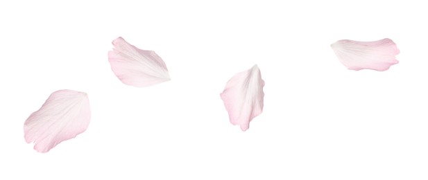 Photo of Beautiful pink sakura blossom petals isolated on white