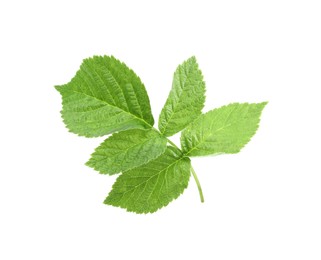 Photo of Stem with green raspberry leaves isolated on white