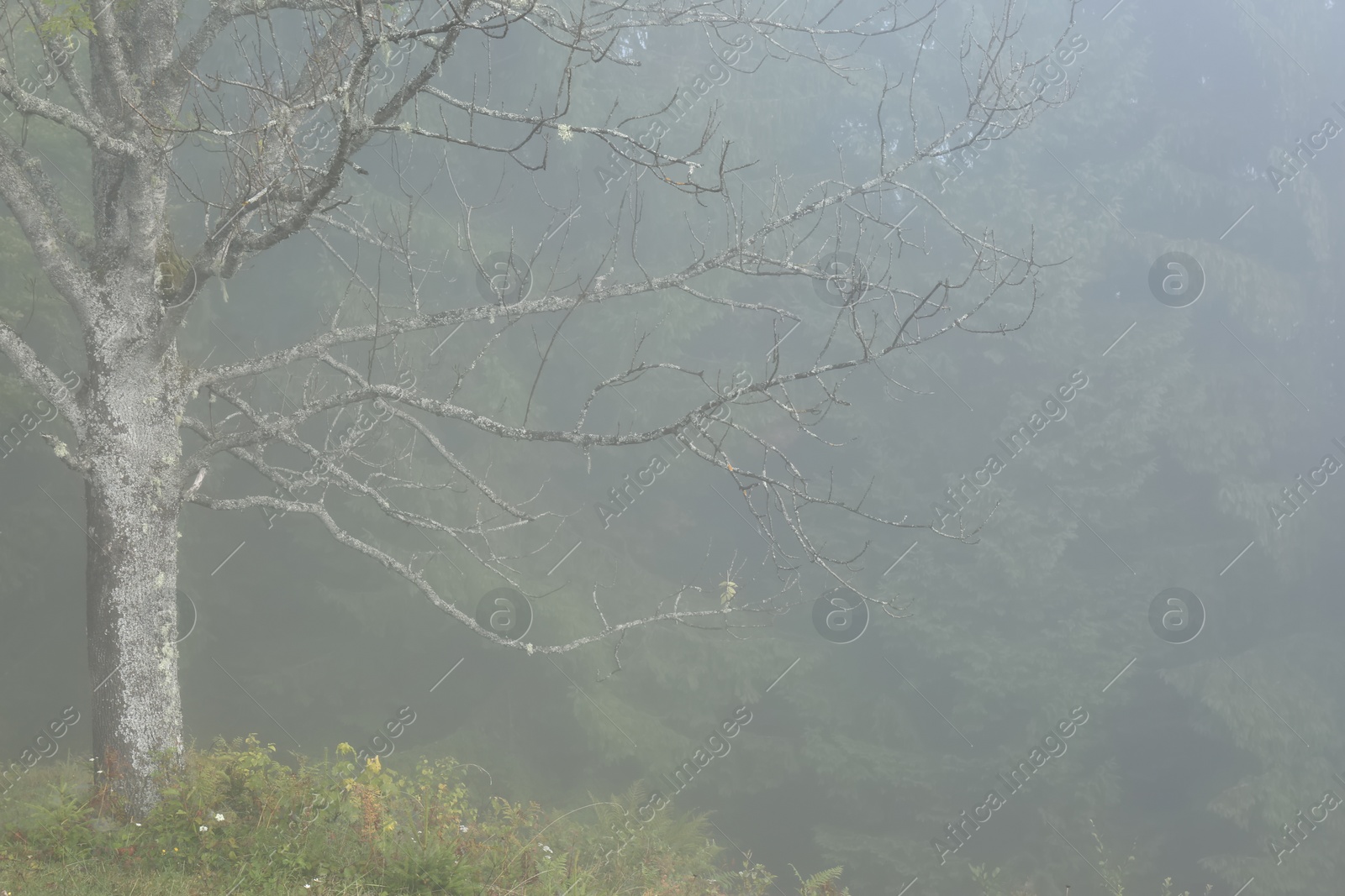 Photo of Picturesque view of foggy forest. Beautiful landscape