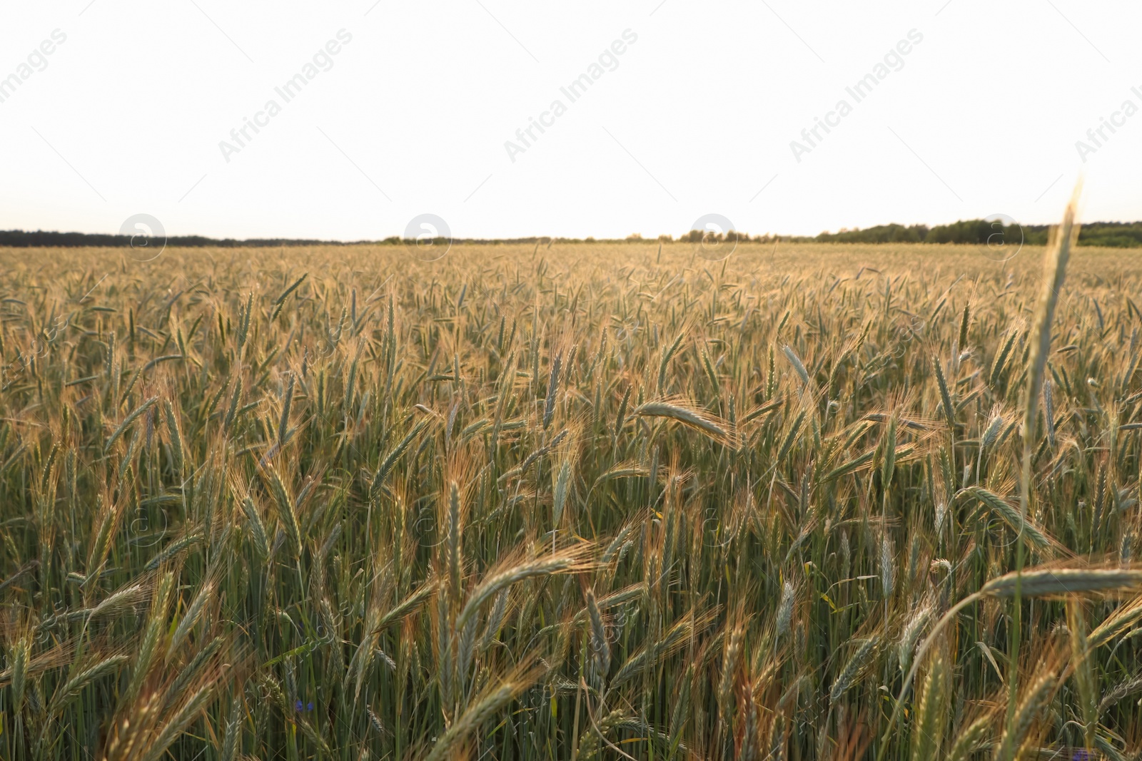 Photo of Beautiful agricultural field with ripening wheat crop