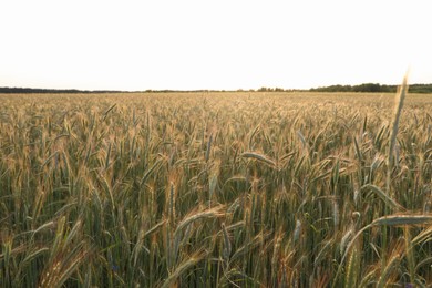 Beautiful agricultural field with ripening wheat crop