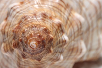 Texture of seashell as background, macro view