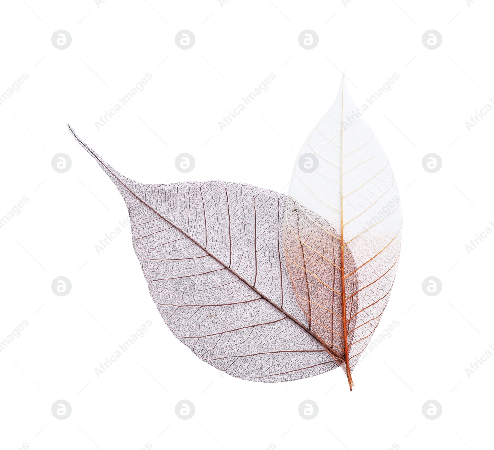 Photo of Beautiful decorative skeleton leaves on white background, top view